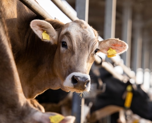 bird flu in cattle