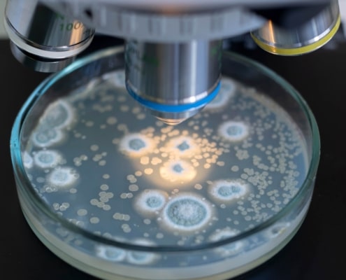 climate change bacteria's gain